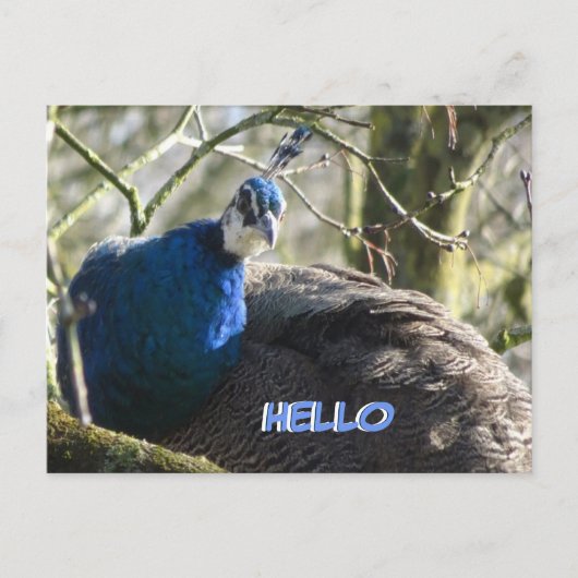 Peacock in het Briefkaart HALLO bomen (Voorkant)
