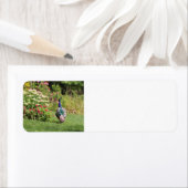 Peacock in het de terugkeeradresetiketten van de G Etiket (Insitu)