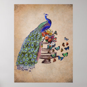  Peacock in kooi Poster