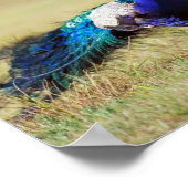 Peacock in natuur poster (Hoek)