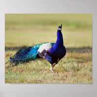 Peacock in natuur