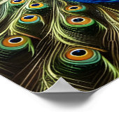 Peacock in Natuur Poster (Hoek)