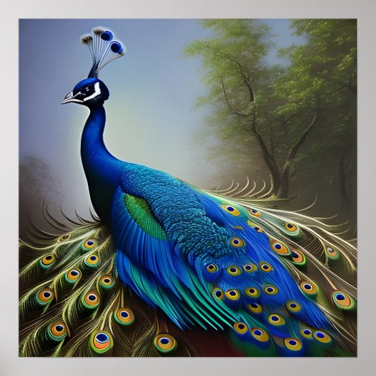 Peacock in Natuur Poster (Voorkant)