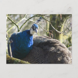 Peacock in Tree DIY Briefkaart
