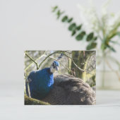 Peacock in Tree DIY Briefkaart (Staand voorkant)