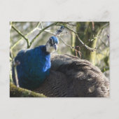 Peacock in Tree DIY Briefkaart (Voorkant)