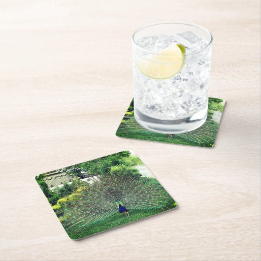 Peacock in Tuin foto Aangepaste Vierkante Onderzet Kartonnen Onderzetters (Insitu)
