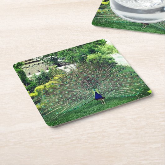Peacock in Tuin foto Aangepaste Vierkante Onderzet Kartonnen Onderzetters (Schuin)