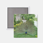 Peacock in tuin fotomagneet magneet (Voorkant / Achterkant)