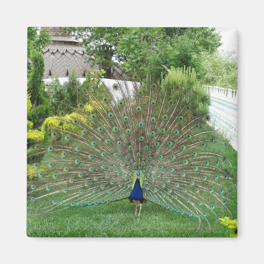 Peacock in tuin fotomagneet magneet (Voorkant)