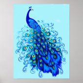 Peacock in Turquoise en Cobalt Blue Poster (Voorkant)
