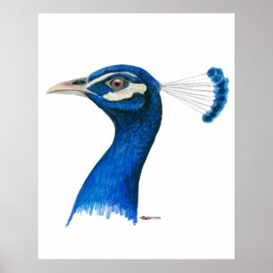Peacock: Indiaans blauw Poster
