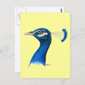 Peacock:  Indianblauw Briefkaart (Voorkant / Achterkant)