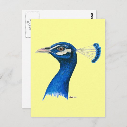 Peacock:  Indianblauw Briefkaart (Voorkant / Achterkant)