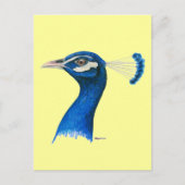 Peacock:  Indianblauw Briefkaart (Voorkant)