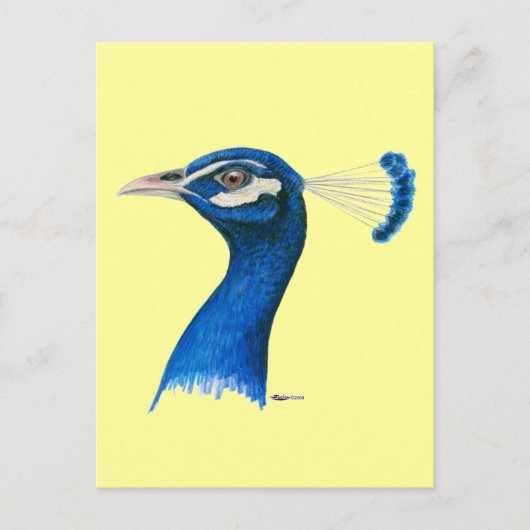 Peacock:  Indianblauw Briefkaart (Voorkant)
