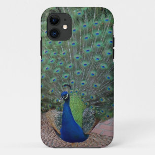 Peacock iPhone 5 Hoesje