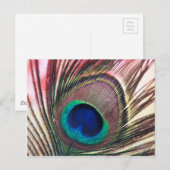 peacock.jpg briefkaart (Voorkant / Achterkant)