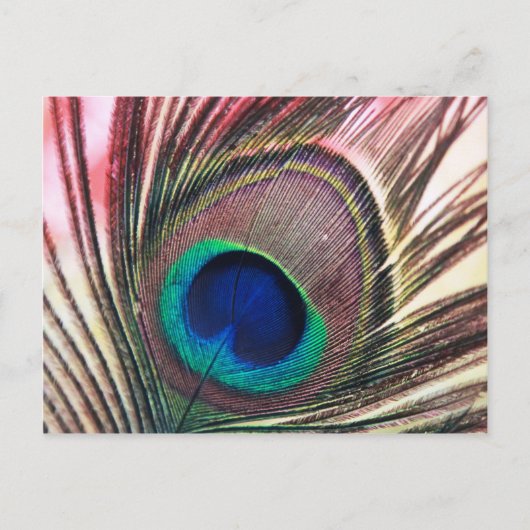 peacock.jpg briefkaart (Voorkant)