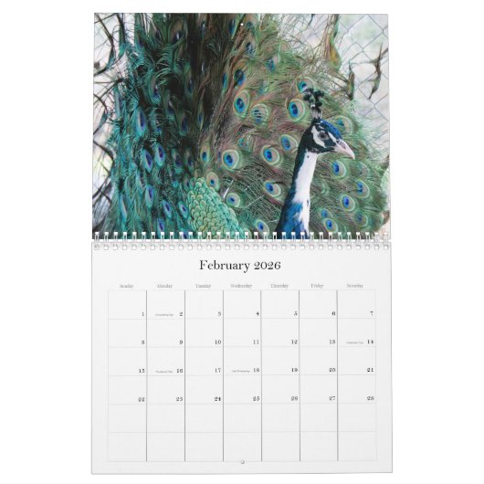 Peacock Kalender 2024 (Feb 2026)