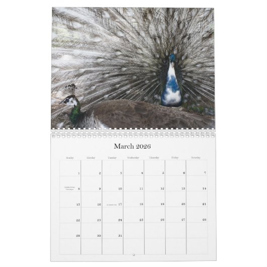 Peacock Kalender 2024 (Mar 2026)