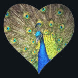 Peacock Kleur Schoonheid Hart Sticker<br><div class="desc">Peacocks zijn zo mooi met hun prachtige kleuren,  veren die je zien en hun levendige dierlijke gaven van natuur.</div>