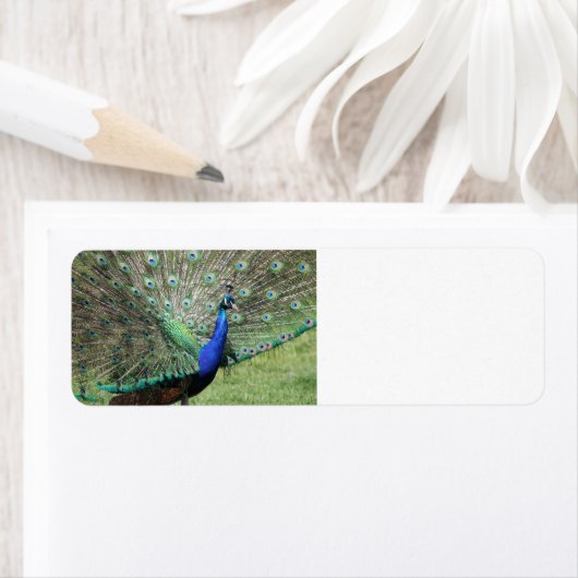 Peacock labels (Insitu)