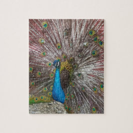 Peacock  legpuzzel