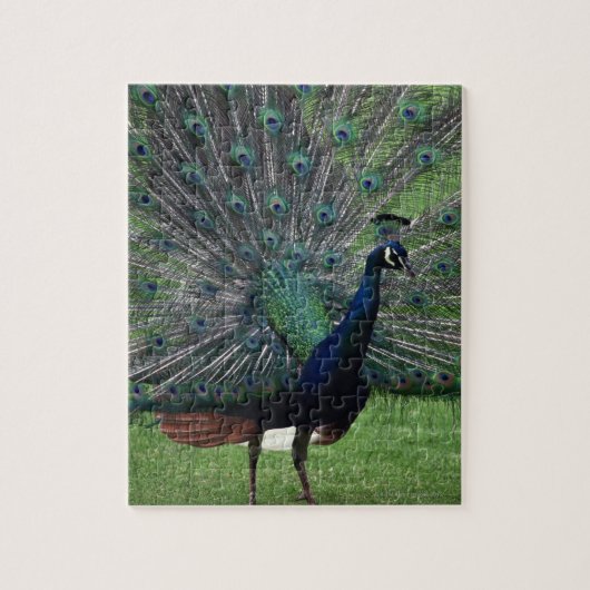Peacock Legpuzzel (Verticaal)