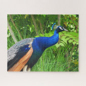 Peacock Legpuzzel (Horizontaal)