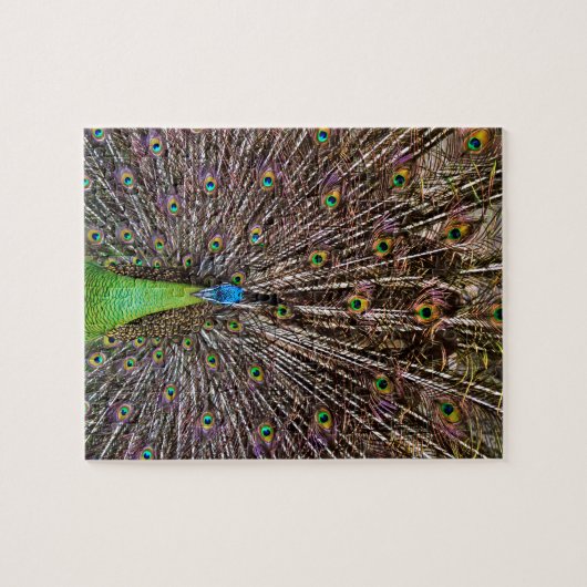 Peacock Legpuzzel (Horizontaal)