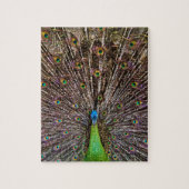 Peacock Legpuzzel (Verticaal)