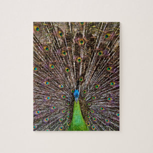 Peacock Legpuzzel