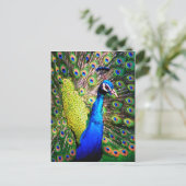 Peacock, Love_ Briefkaart (Staand voorkant)