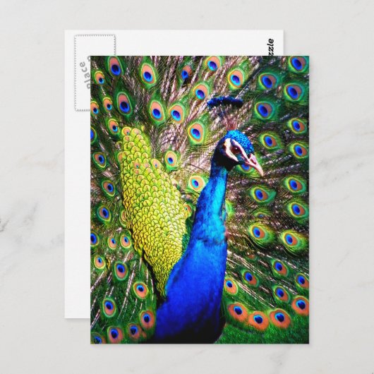 Peacock, Love_ Briefkaart (Voorkant / Achterkant)