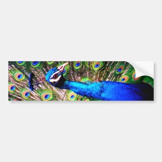 Peacock, Love_ Bumpersticker (Voorkant)
