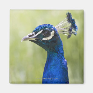 Peacock Magneet