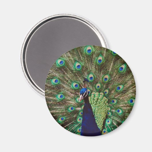 Peacock Magneet (Voorkant / Achterkant)
