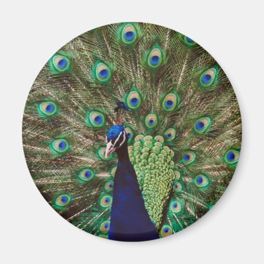 Peacock Magneet (Voorkant)