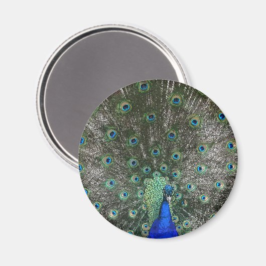 Peacock Magneet (Voorkant / Achterkant)