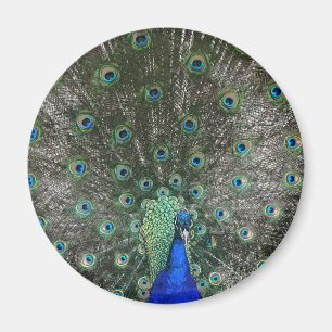 Peacock Magneet