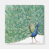  Peacock Magneet (Voorkant)