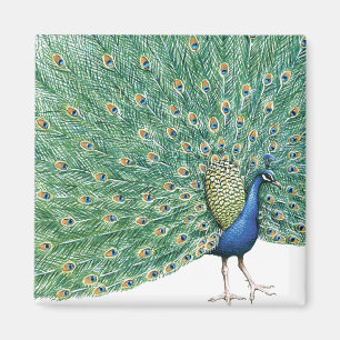 Peacock Magneet