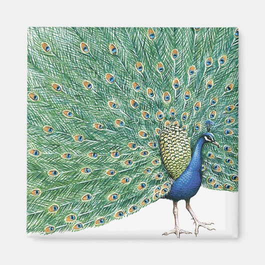  Peacock Magneet (Voorkant)