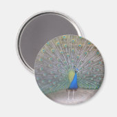 Peacock Magneet (Voorkant / Achterkant)
