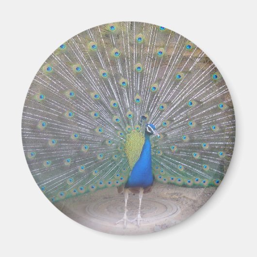 Peacock Magneet (Voorkant)