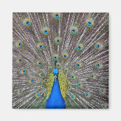 Peacock Magneet (Voorkant)