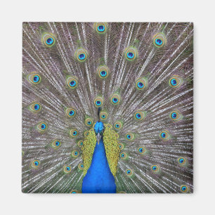 Peacock Magneet