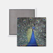 Peacock Magneet (Voorkant / Achterkant)