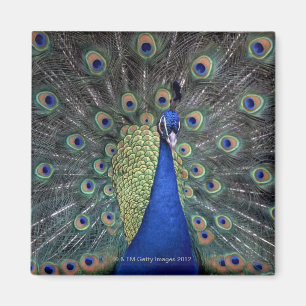 Peacock Magneet